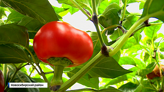 На защите продовольственной безопасности: новосибирские учёные создают новые сорта злаков и овощей