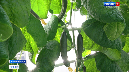 Новосибирские агрономы испытывают новый метод культивирования овощей