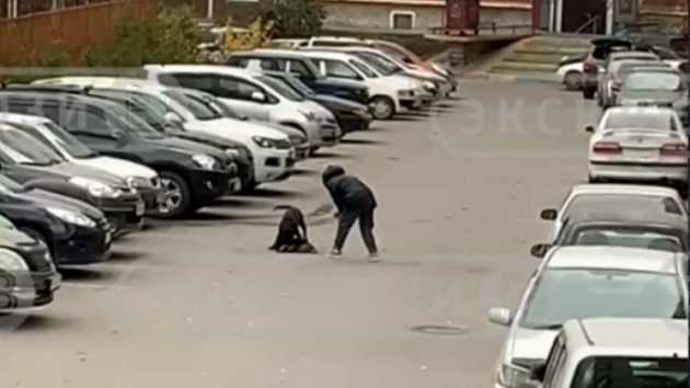 В Новосибирске хозяйка растерзанной собаки рассказала о нападении агрессивного пса