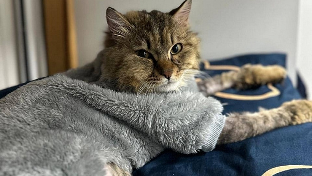 В Новосибирске спасли кота Кузю, которого пытались сжечь заживо