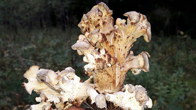 Редкий ветвистый гриб нашли в новосибирских лесах
