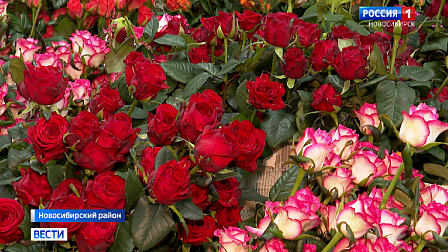 Почти 15 миллионов роз вырастят новосибирские цветоводы в 2022 году