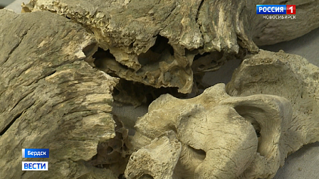 На берегу Новосибирского водохранилища обнаружили кости древнего животного