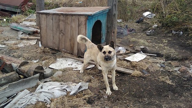 Новосибирцы оставили свою собаку на цепи в опустевшем доме