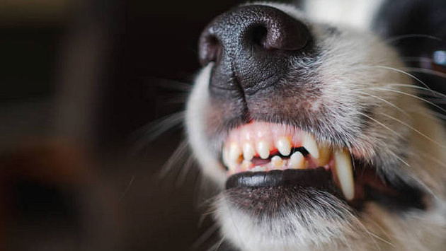 В Новосибирске хозяин хаски заплатит компенсацию покусанному ребенку