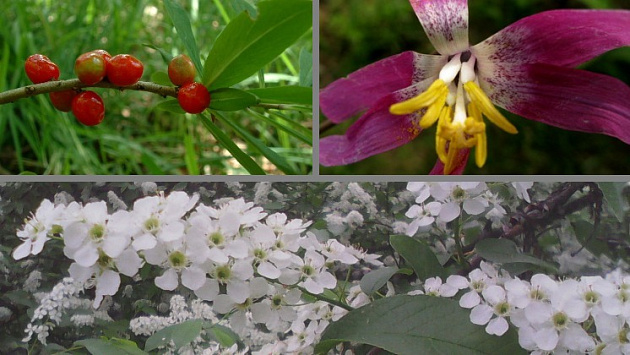 Новосибирский ботаник обозначил самые опасные первоцветы