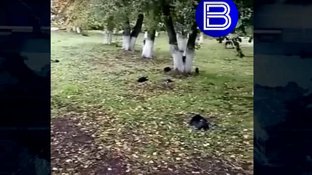 В Новосибирской области сотни птиц погибли от опасного химического вещества