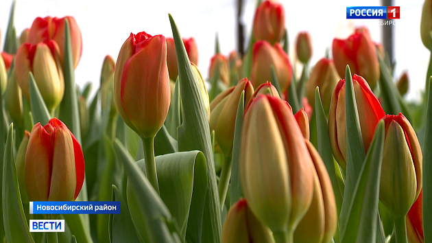 Сотни тысяч тюльпанов вырастили новосибирские цветоводы к 8 Марта