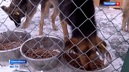 В Новосибирске предложили создать единую систему приютов для животных