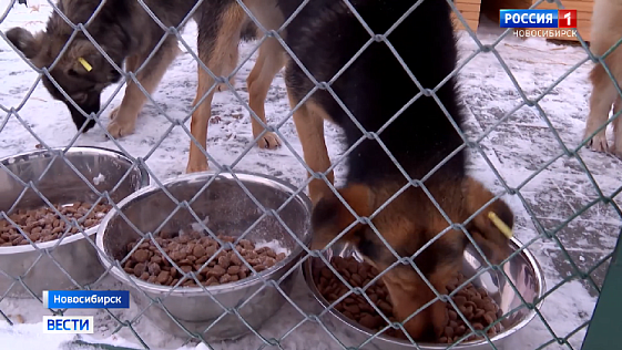 В Новосибирске предложили создать единую систему приютов для животных