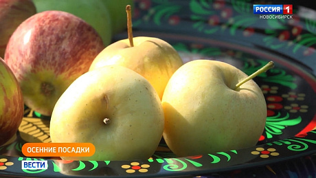 ВЕСТИ Новосибирск