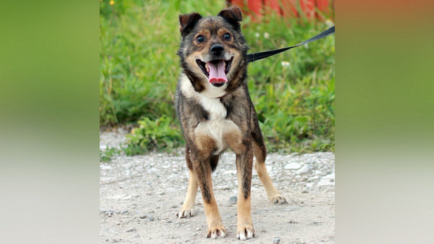 В Новосибирске ищут заботливых хозяев слепой собаке 
