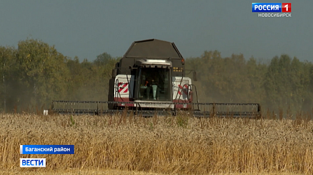 Новосибирские аграрии могут оказаться в лидерах по СФО 