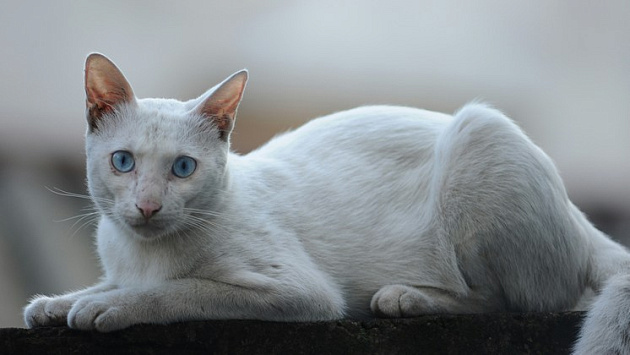 В Новосибирске выставили на продажу белого наглого кота за полмиллиона рублей
