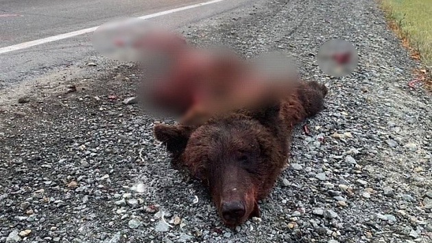 В Новосибирской области грузовик врезался в медведя и разорвал его на куски