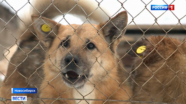 Новая щадящая система отлова собак заработала в Новосибирске