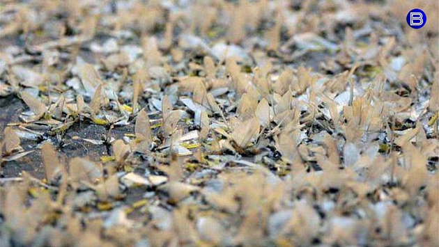 Повальная гибель бабочек на мосту напугала новосибирцев