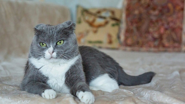 В Новосибирске кошке с обмороженными ушами и хвостом ищут хозяев 