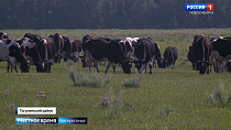 Журналисты «Вести Новосибирск» узнали о жизни и работе современных фермеров