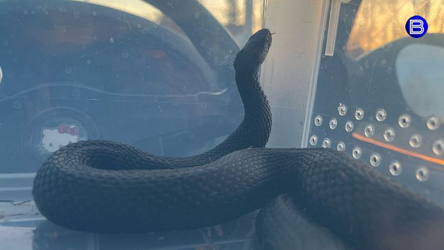 В новосибирском Академгородке пробудились первые гадюки