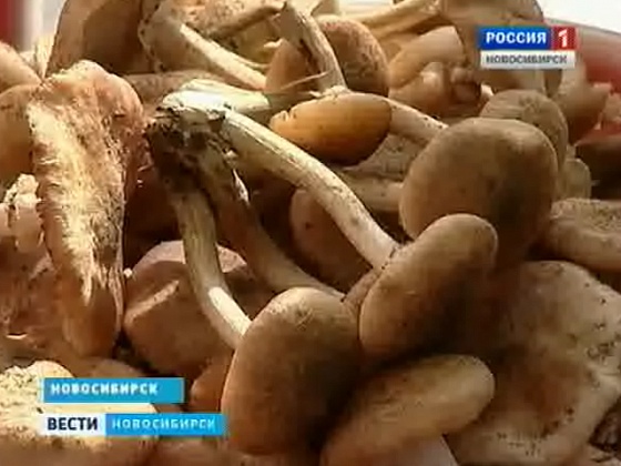 В новосибирские больницы с диагнозом "отравление" начали поступать грибники