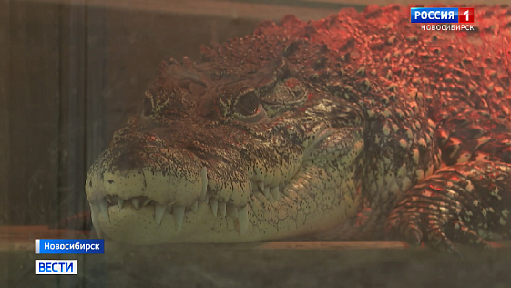 Знаменитый крокодил Кузя может переехать из магазина в Новосибирске на Кубу