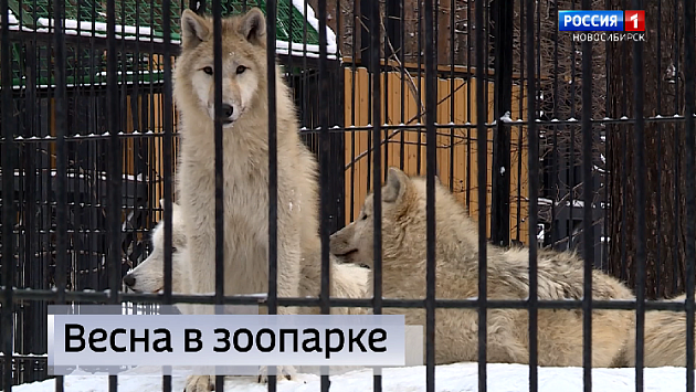 Животные выходят из зимней спячки в Новосибирском зоопарке