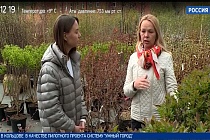 «Дача»: ландшафтный дизайн
