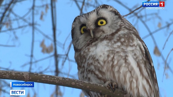 Редкий мохноногий сыч поселился около гаража «Вести Новосибирск»