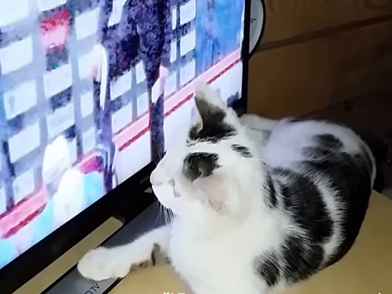Новосибирский кот-любитель хоккея стал звездой YouTube