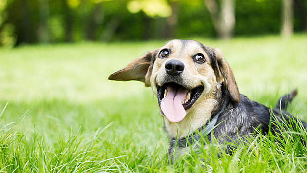 В Новосибирской области на рабочей неделе с 7 по 11 апреля потеплеет до +18°