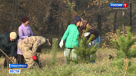 Сотни деревьев высадили в микрорайоне «Лесоперевалка» в Новосибирске