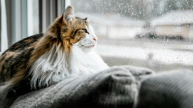 Теплая дождливая погода сохранится в Новосибирской области с 14 по 18 июля