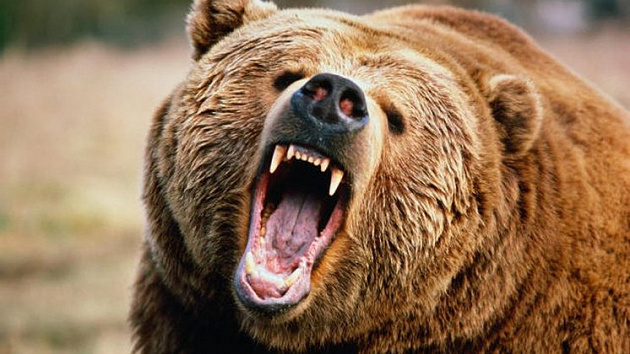 Как избежать риска встречи с медведем и нападения хищника, рассказали новосибирцам