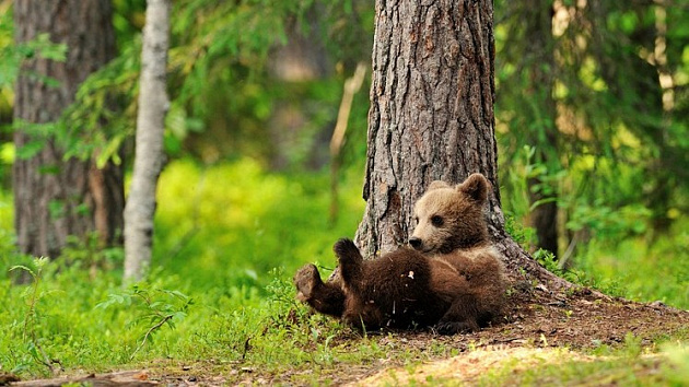 Медвежонок пытался разорить пасеку в Новосибирской области