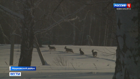 Поголовье лосей и зайцев значительно выросло в лесах Новосибирской области