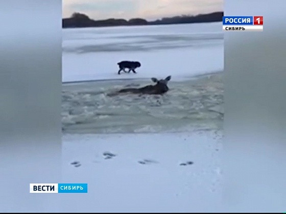 Алтайский рыбак спас растиранием провалившегося под лед лося
