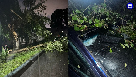 На падение дерева на машину и водителя в Новосибирске обратил внимание глава СКР