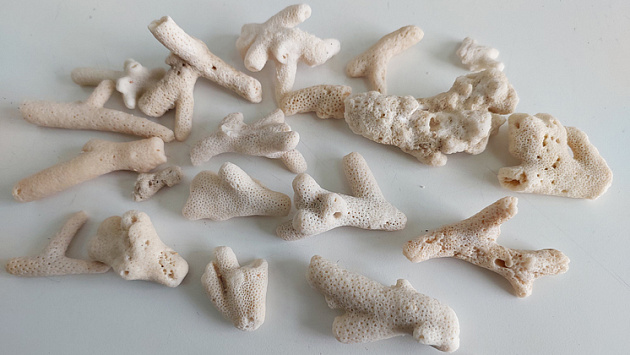 В Новосибирске у вернувшегося туриста нашли 22 запрещённых коралла