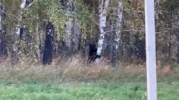 Медвежонка заметили жители Новосибирской области на дороге