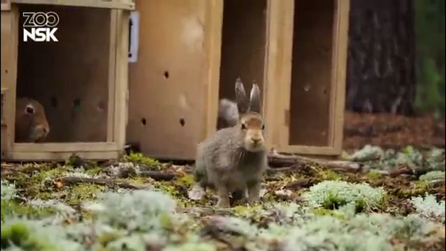 Зоопарк Новосибирска впервые выпустил на волю 16 зайцев-беляков