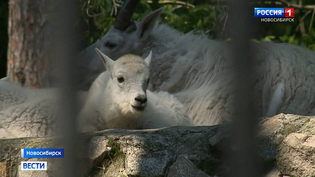Новосибирский зоопарк увеличил режим работы на час в выходные дни