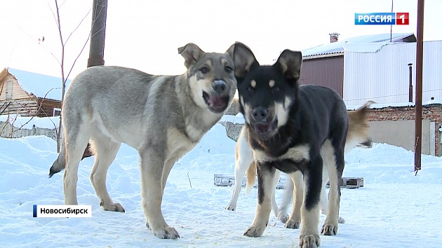 Стаи диких собак рвут детей в Новосибирске