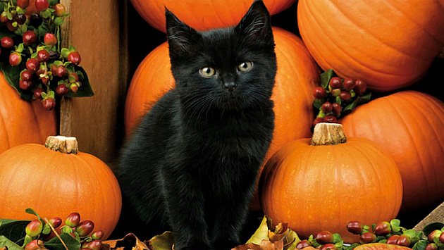 Черных кошек и собак перестали раздавать накануне Хэллоуина новосибирские приюты