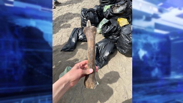 В Новосибирске активисты при уборке пляжа нашли кость и 18-летнюю бутылку 