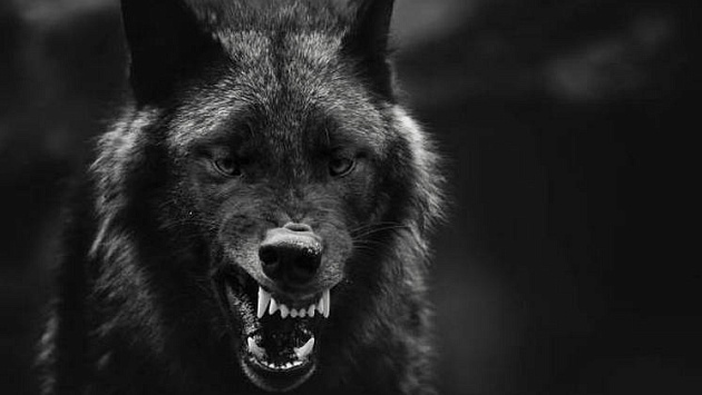 В деревню Колбаса Новосибирской области повадились заходить кровожадные волки