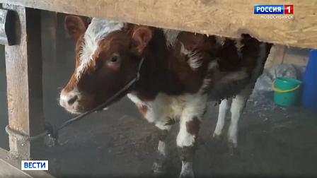 Жителям Новосибирской области выплатят компенсацию за погибший от инфекций скот