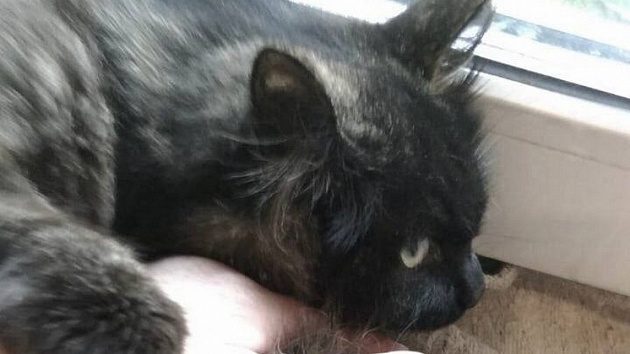 Новосибирцы спасают попавшую в капкан кошку с пулями в теле