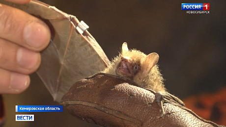 ВЕСТИ Новосибирск