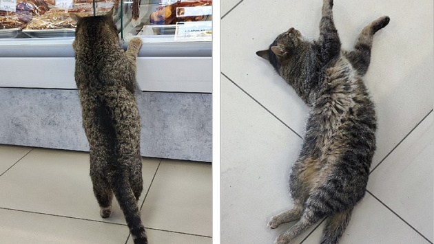 В Новосибирске продавцы магазина ищут хозяев для зашедшего за продуктами упитанного кота